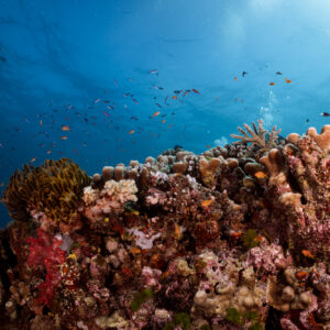 5 Dives + 2 Nights – Roushan Resort