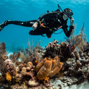 2 Dives + 1 Night – Roushan Resort