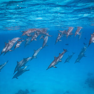 Swimming with Dolphins & Stay – 1 Night at Zuhair Mirbat House